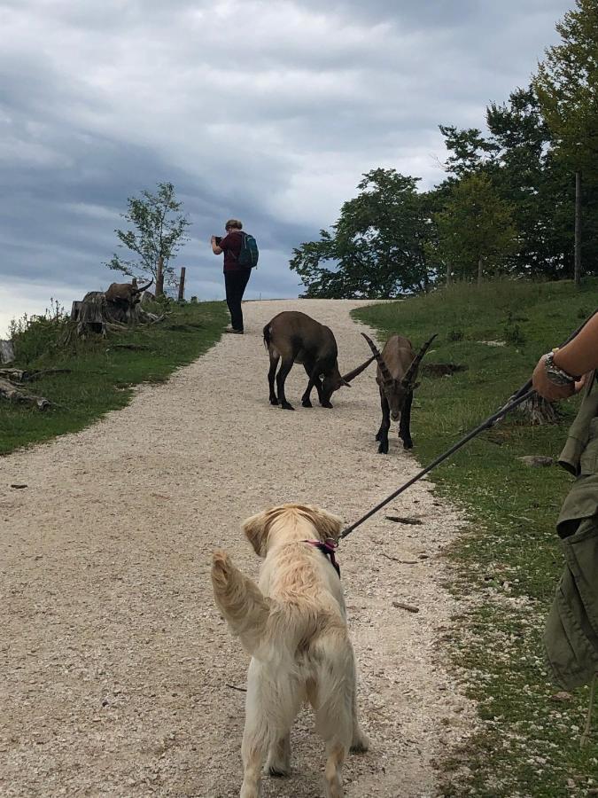 Millies Hosting - Familienurlaub Mit Hund In Kaernten Sankt Paul im Lavanttal Eksteriør bilde